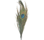 Golden Peacock Pleasure Feather