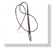 Bull Whip